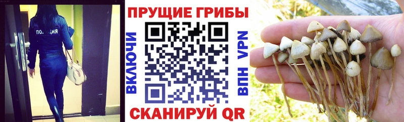 купить  цена  Чулым  Псилоцибиновые грибы MAGIC MUSHROOMS 